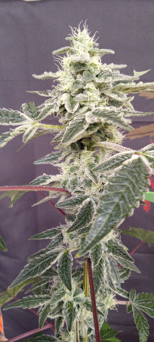 Crusty Giant! Seeds coming soon! Terps=berries and cream