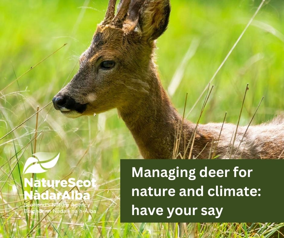 Sustainable deer management is vital to help restore our woodlands and peatlands & tackle the climate crisis. @ScotGovNetZero is currently consulting on proposed new legislation to modernise deer management in Scotland. Find out more & have your say: orlo.uk/9dMj0