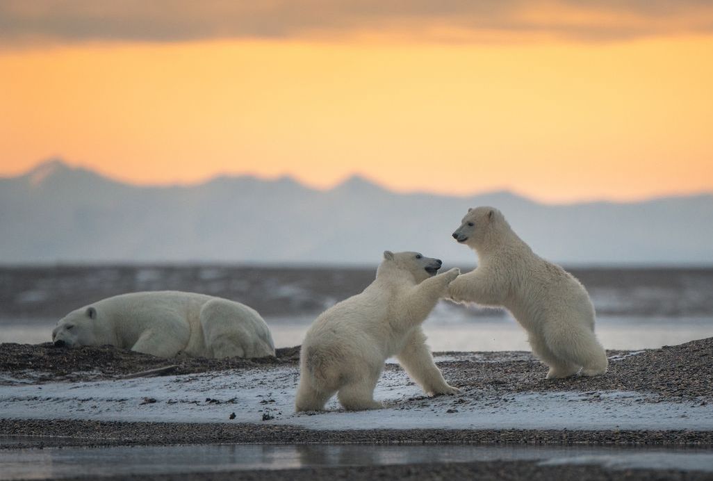 Time to play 🐻‍❄️💕🐻‍❄️🐻‍❄️🥰
#PolarBears #TundraTuesday #tuesdayvibe #TuesdayFeeling #TuesdayMorning #Wildlife #Conservation