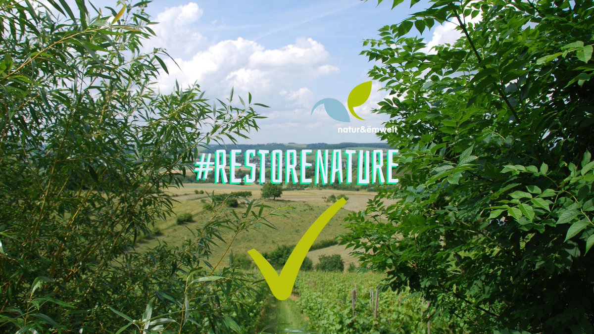 Finally! The EU Parliament voted in favour of the Nature Restoration Law today! #RestoreNature #letsdothis