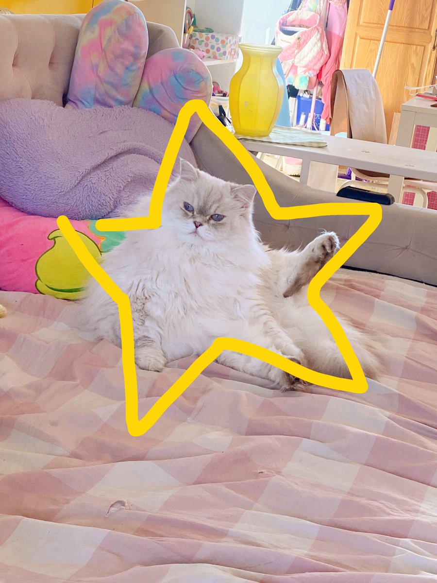 Kitty sitting like a star :)