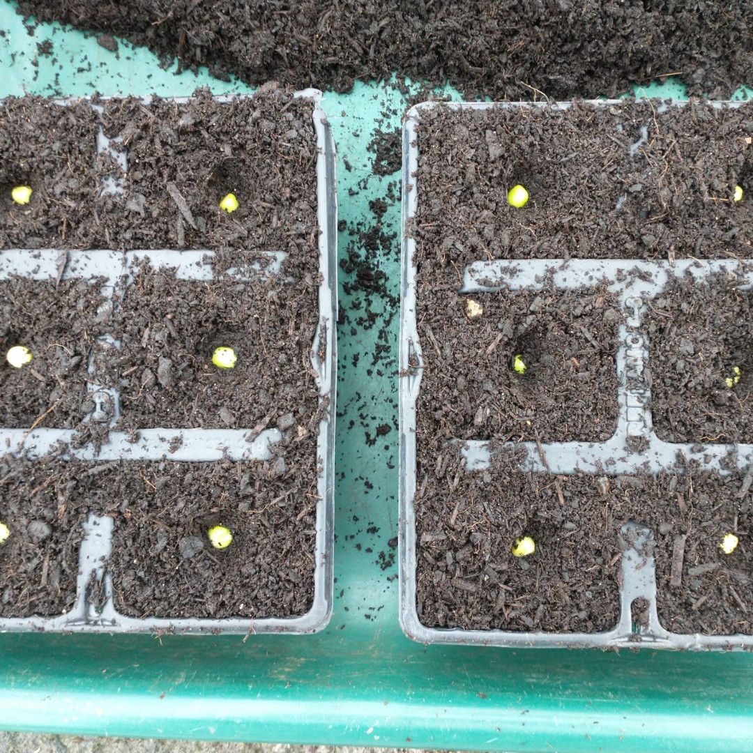 Give #peas a chance this #SeedWeek! We're soaking our heritage pea #seeds to help test their viability. We soak them in water for a day or two &amp; the ones that swell up are planted 💚 What #heritageseeds are u growing this year to help conserve #plantdiversity &amp; #seedsovereignty?