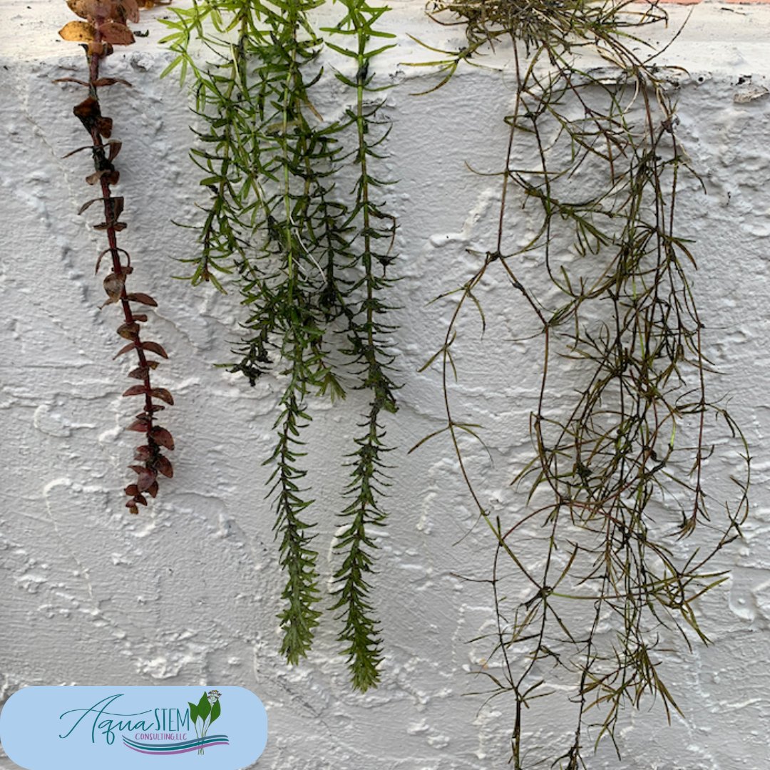 One of these plants is not like the other - not at all. #DYK which of these #aquaticplants is an #invasivespecies that destroys #habitat, #waterquality, #biodiversity, #recreation, & is VERY $$$ to manage?

#aquastemconsulting #NISAW #NISAW2024 #aquaticplantmanagement