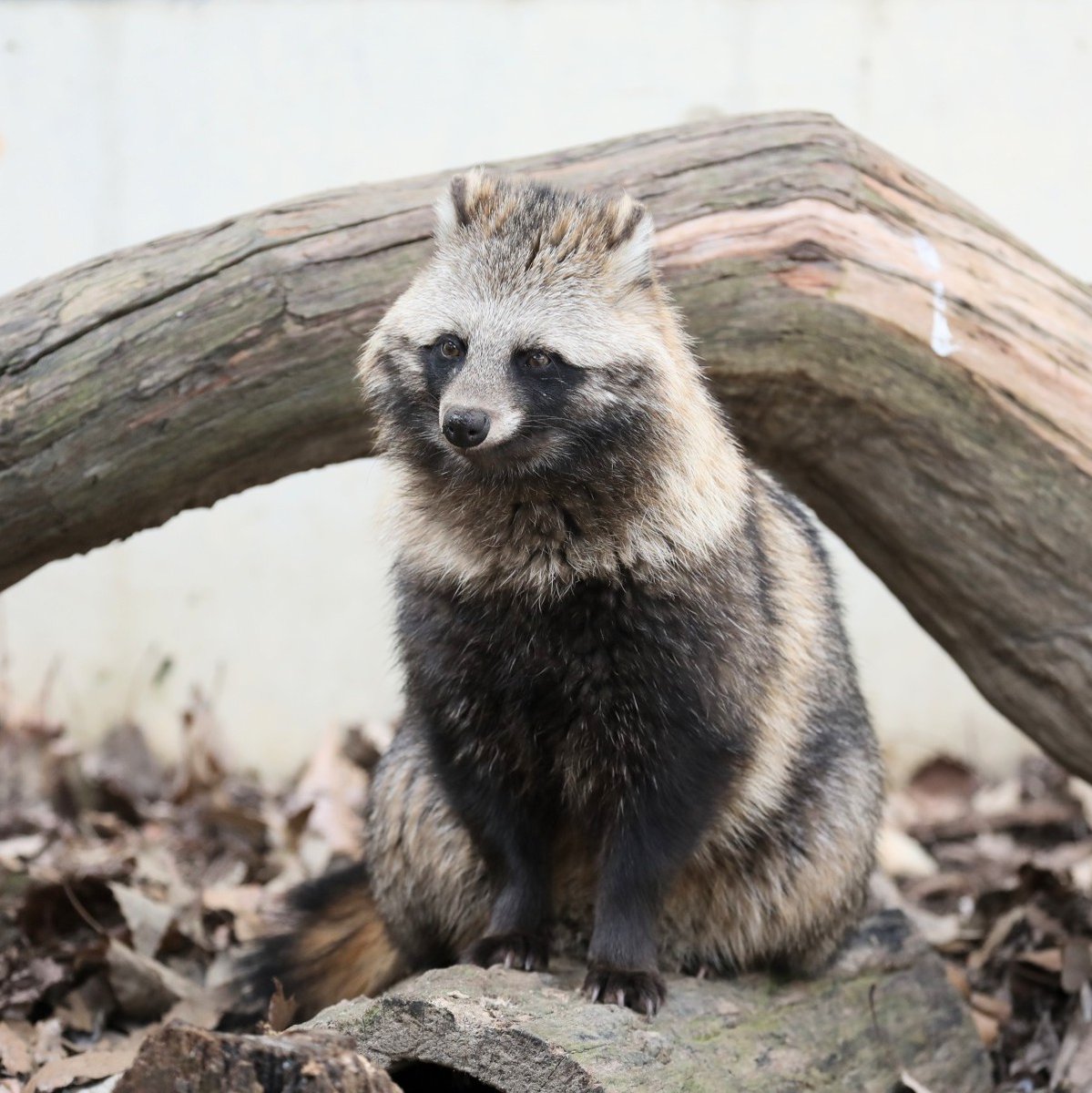 ザ・タヌキ」 顔も体型も とても可愛い✨ #あこ #東山動植物園