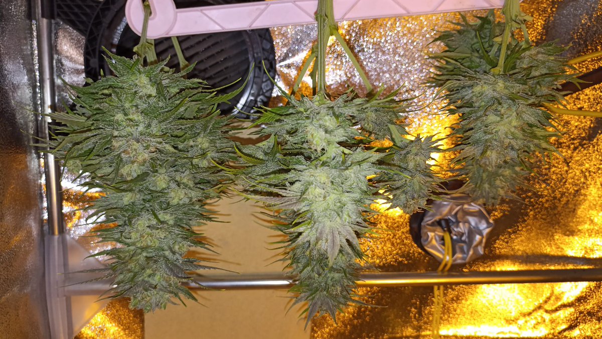 Dia 51 y primer corte de las mas indicas, black domina.
Poca estructura por el poco vegetativo que tuvo pero todo flor y un olor impresionante, deseando probarla en 10-15 días
#Autocultivo #cannabisgrower #cannabiscommunity #cannabisculture #cannabisgrower