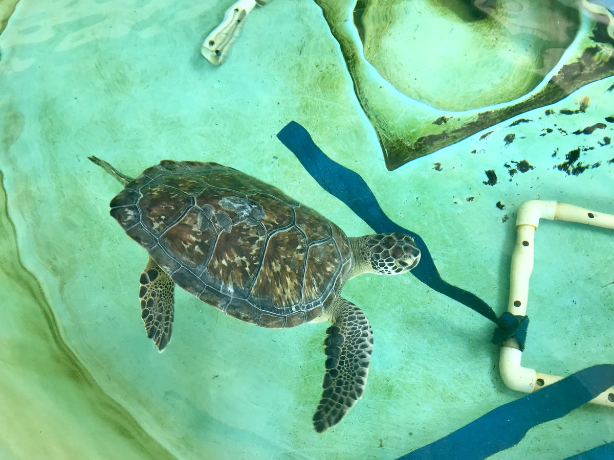 Behind the scenes of our visit to @Whitney_Lab last week. We're working w/ scientists to develop a virtual reality (VR) tour about the sea turtle hospital in partnership w/ the @USDA_NIFA funded iVisit project. We'll record interviews and the VR scan later this spring. #scicomm