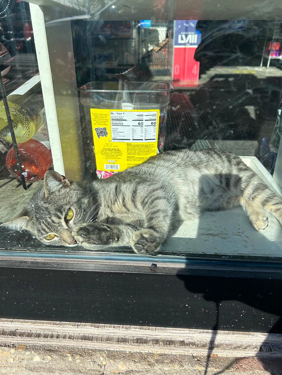 Bodega Cats (@bodegacats_) on Twitter photo 