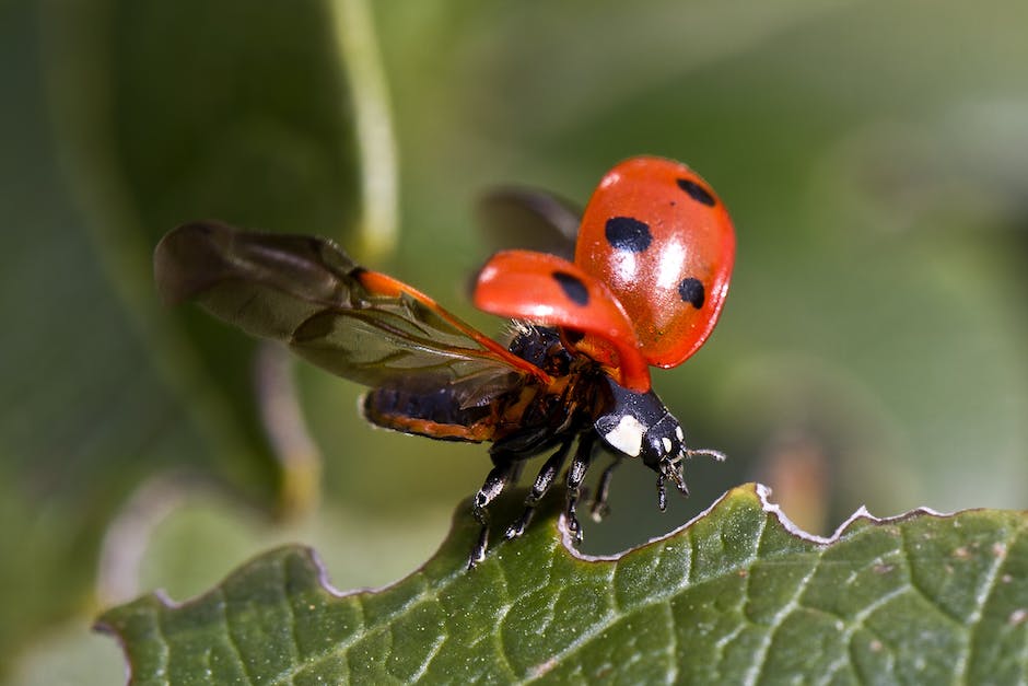 seed_ball's tweet photo. The seven-spot ladybird is known as a gardener's friend. This little beetle feasts on aphips in all stages of its life. Count seven black spots to identify her!
#insectlove https://t.co/wDzpTwhsgu