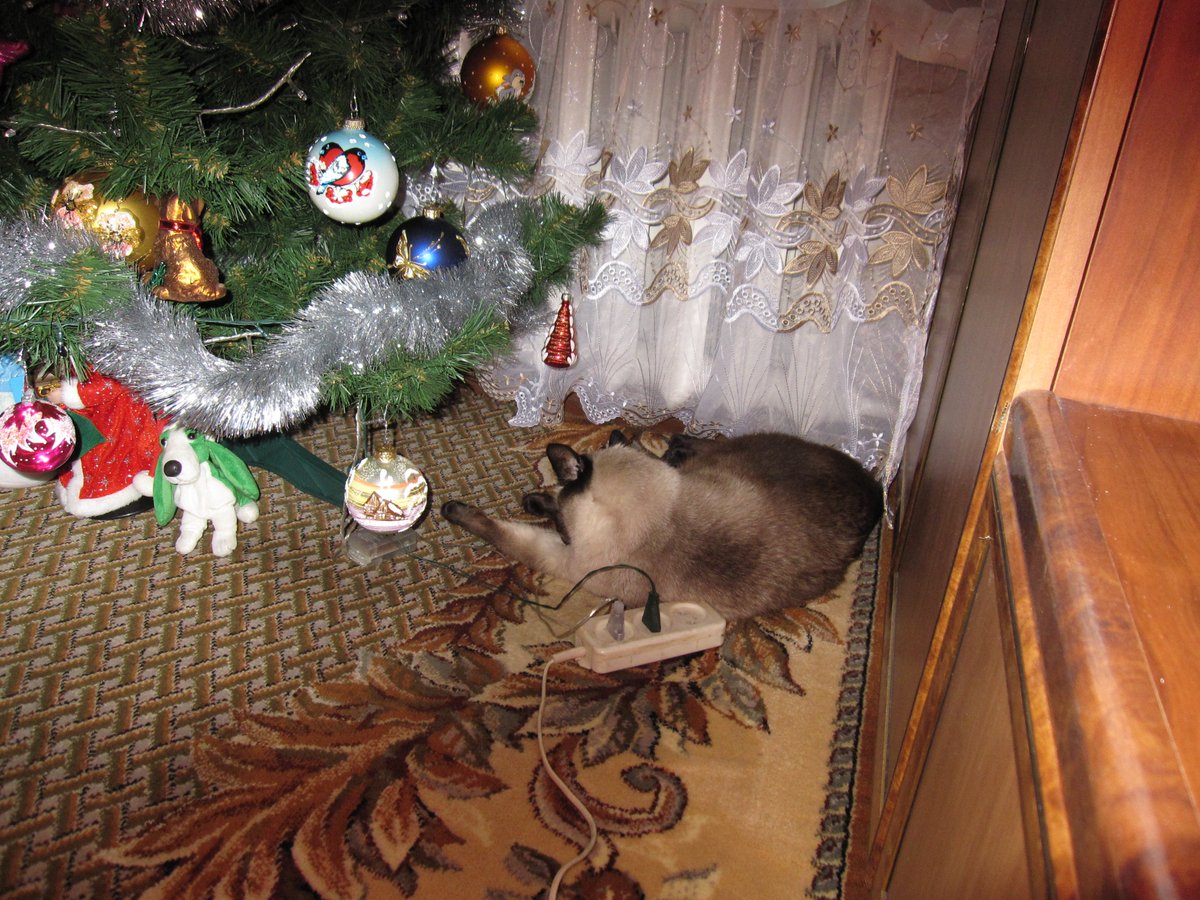 Taski_Guru's tweet photo. Newyearish Mindel'

Misha the thai cat           
I used to have        
#photo #cat #pet #thaicat #newyeartree https://t.co/zaTzWYfzug