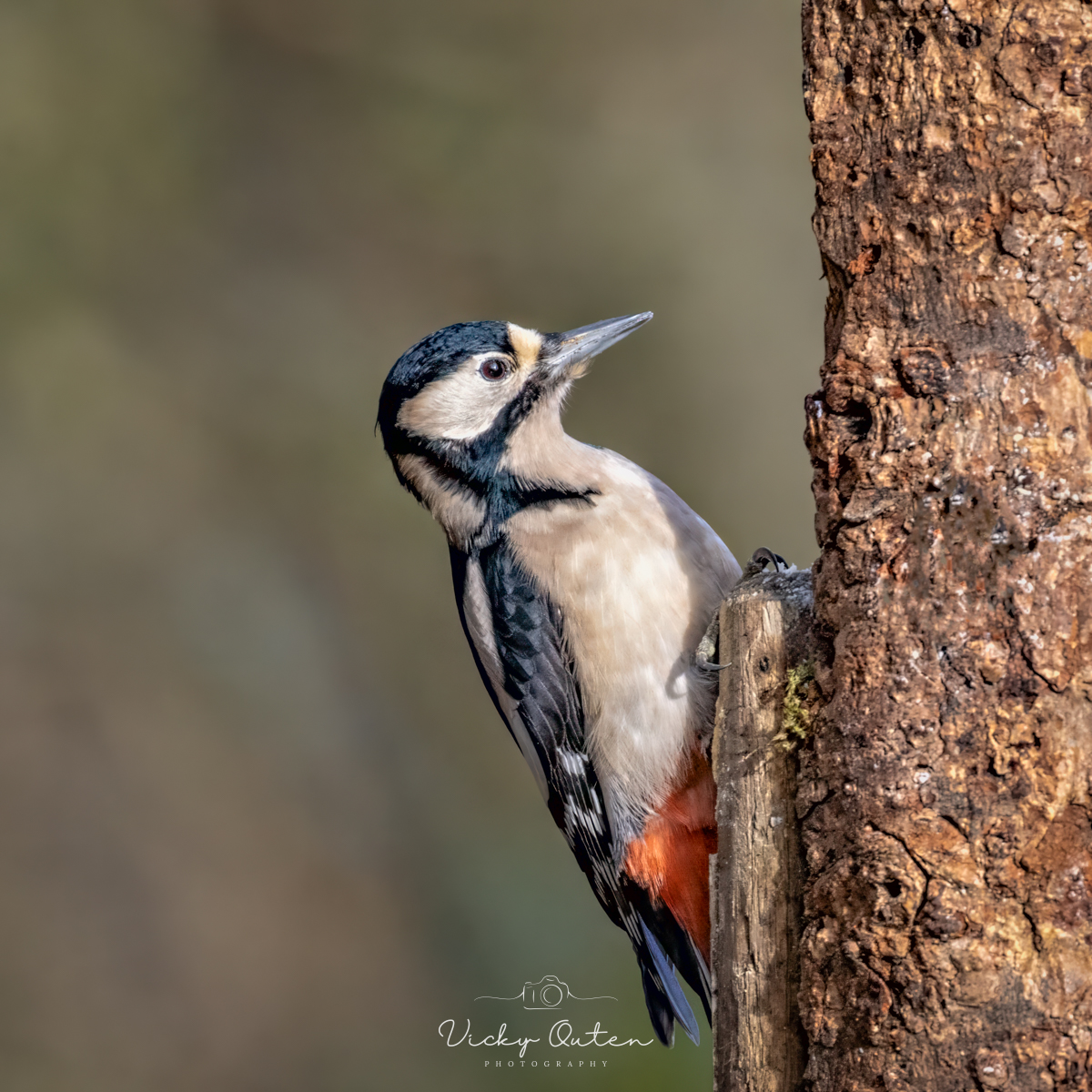 Great spotted woodpecker 

linktr.ee/vickyoutenphoto

#wildlife #birds #nature #ukwildlife