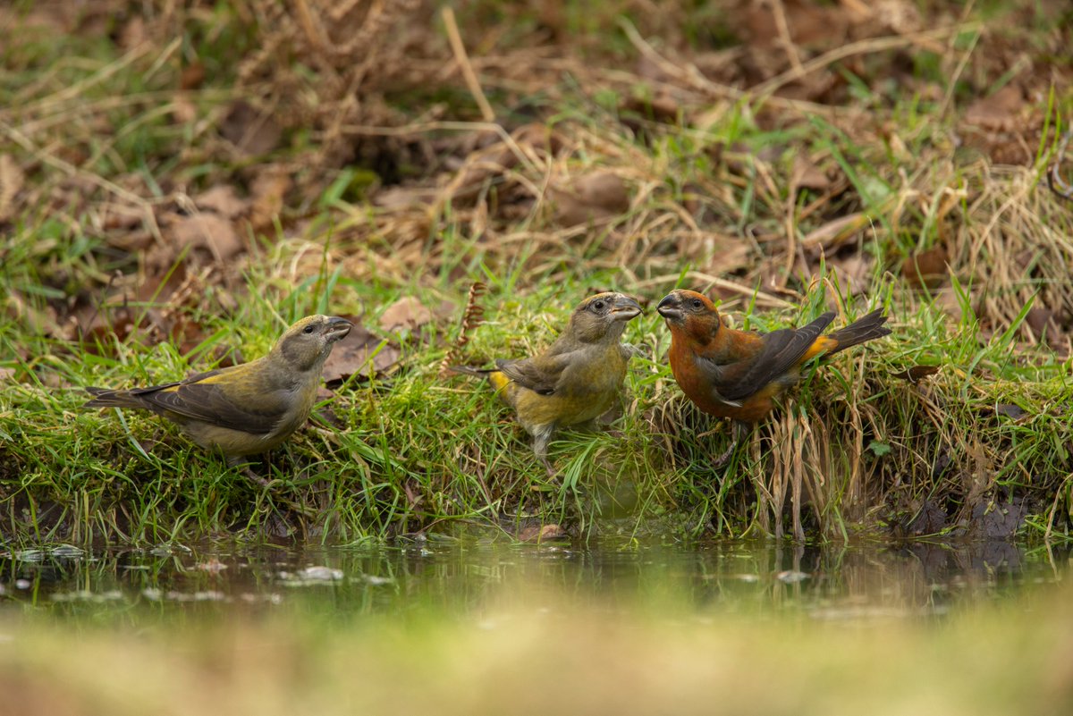 Some Crossbills from Thetford Forest recently!