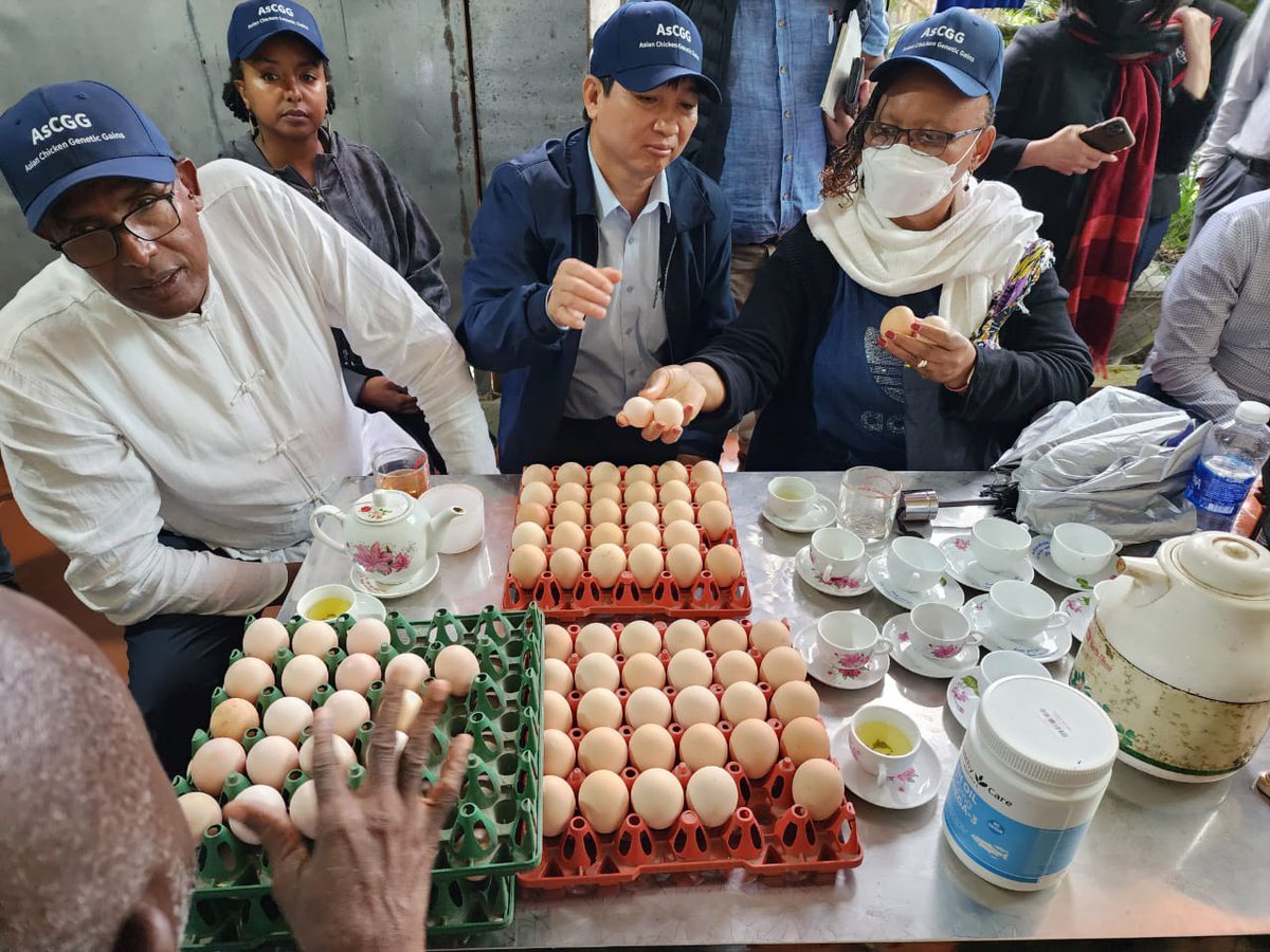 chinguyencomms's tweet photo. Last week's mid-term review of #AsCGG project in Cambodia and Vietnam showed progress. With support from @ACIARAustralia and engaging with local partners #NIAS and #NAHPRI, @ILRI engages poultry value chains and bringing high-productivity #chicken breeds to smallholder farmers. https://t.co/GW2eEDHPFx