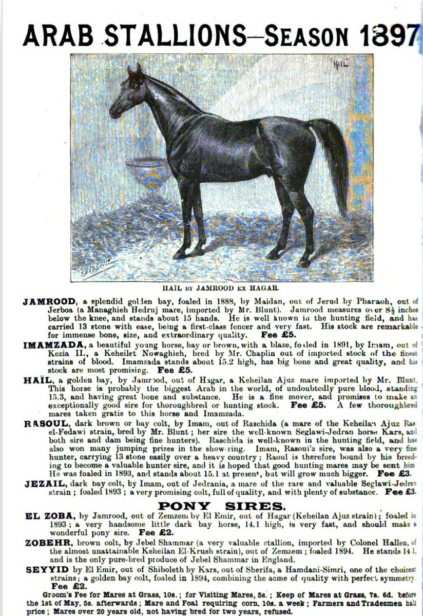 الوردان المفضلي tweet media