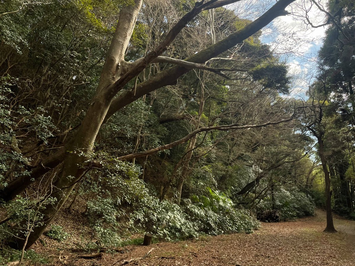 sunnonkai_tw's tweet photo. 佐倉城（千葉県佐倉市）
城域が広く歴博や城下町も含め全て回ると半日以上かかるのでは。出丸周辺や本丸や二の丸空堀、本丸下の帯曲輪辺りは戦国の城らしい雰囲気が残っています。城址公園に無料駐車場がいくつかある。100名城スタンプは大手門方向の案内所にある。
(2024/1/7)
#城 #千葉県 #佐倉市 https://t.co/zQNNus0gfC