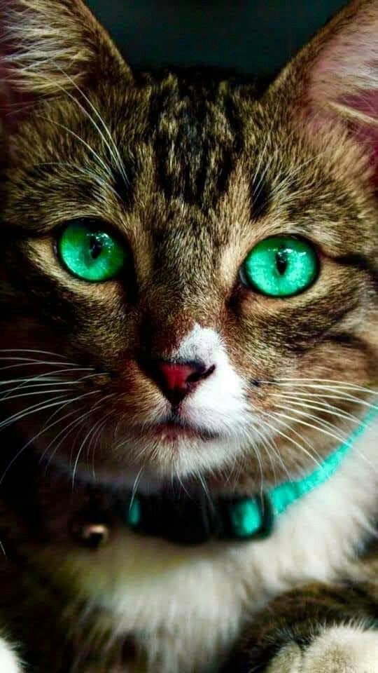 Have a gorgeous day. 💚💙 #TurquoiseTuesday #Cat