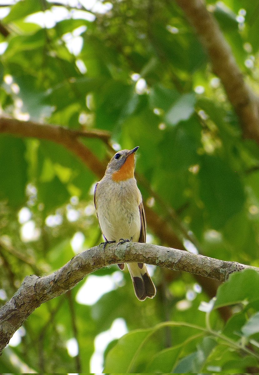 #beauty #flower #assam #IndiAves #BBCWildlifePOTD  #BirdsSeenIn2024
#ThePhotoHour #birdwatching  @NatureIn_Focus @NatureattheBest #birding  #NaturePhotography #birdphotograph