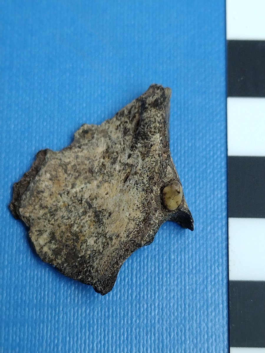 When this small fragment of bone was found at a Roman site we excavated in the south west of England, it didn't get a lot of attention. It looks pretty ordinary, the only curious thing is the tooth still attached to it.