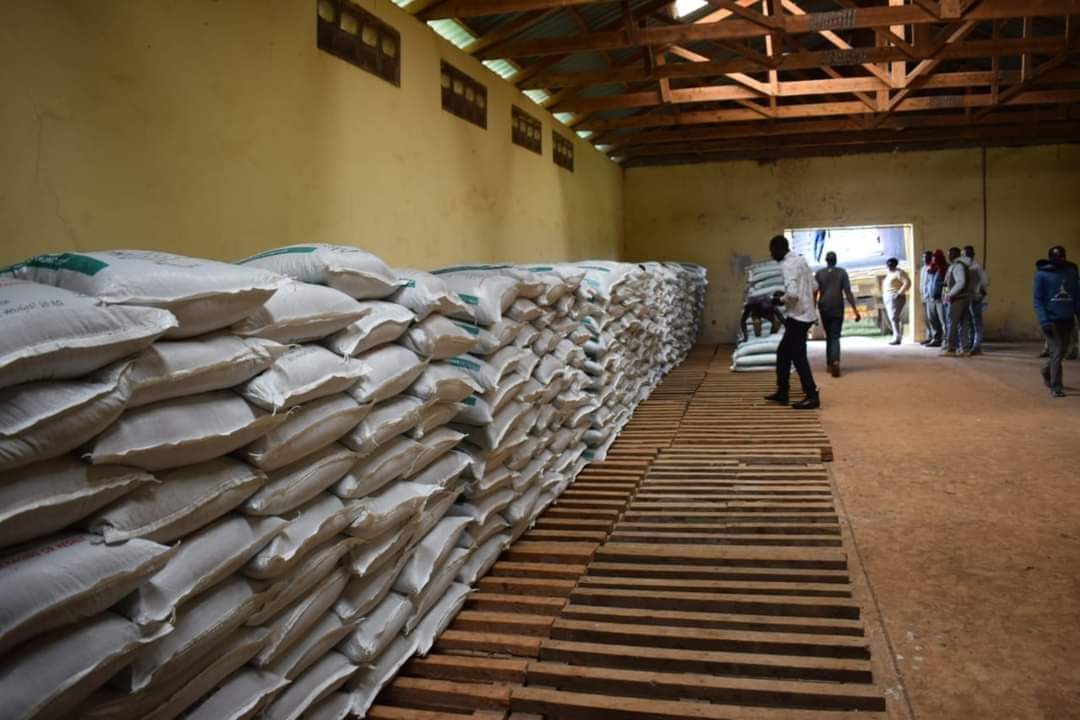mwaririhassan4's tweet image. Governor Susan Kihika  has resumed the distribution of subsidized fertilizer to approved depots in Nakuru county, with deliveries made to Keringet Social Hall and Kiptororo Cereals Board store in KN and KS Sub-counties.

#Focusedonservicedelivery  Susan Kihika