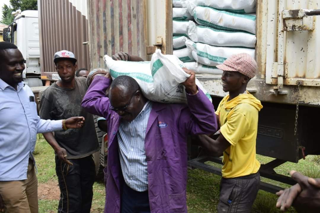 mwaririhassan4's tweet image. Governor Susan Kihika  has resumed the distribution of subsidized fertilizer to approved depots in Nakuru county, with deliveries made to Keringet Social Hall and Kiptororo Cereals Board store in KN and KS Sub-counties.

#Focusedonservicedelivery  Susan Kihika