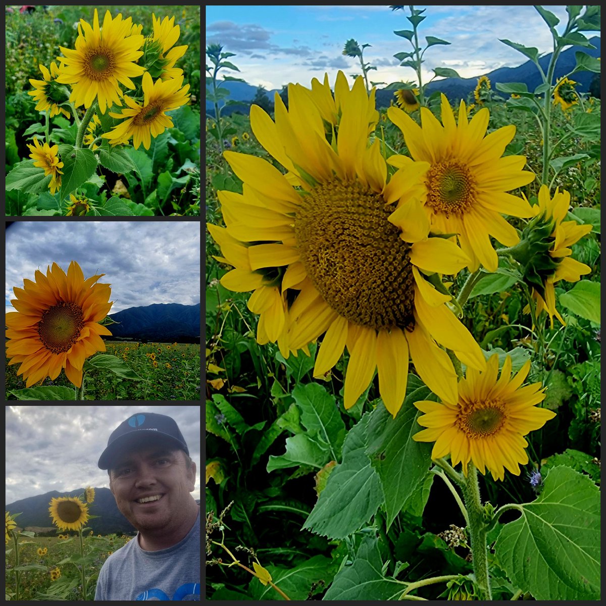 Sandflies &amp; Sunflowers while out fencing this afternoon!! They were savage, must have been West Coast ones that have come over the hill <a href="/ktmilne6/">Katie Milne</a> <a href="/Pandasport/">Andrew Thompson</a>??