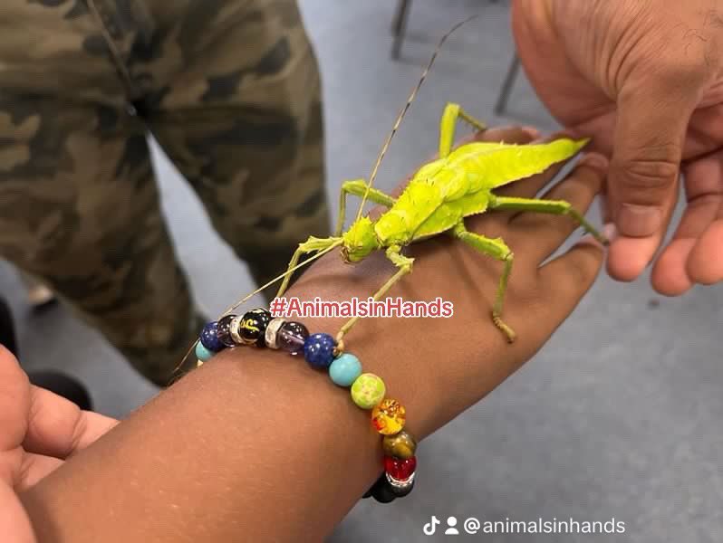 AnimalsinHands's tweet photo. Bringing the mini-zoo to you!
#animalmanbirminghamuk #animalmanwestmidlands
#animalpartiesuk #fyp #animalman #animalmanuk #theanimalman #mothezookeeper #foryoupage #animalpartiesuk #animaltherapyuk #swipetrend #earlyyearsideas
https://t.co/4qMhpIMflY https://t.co/bry6rN3cxd
