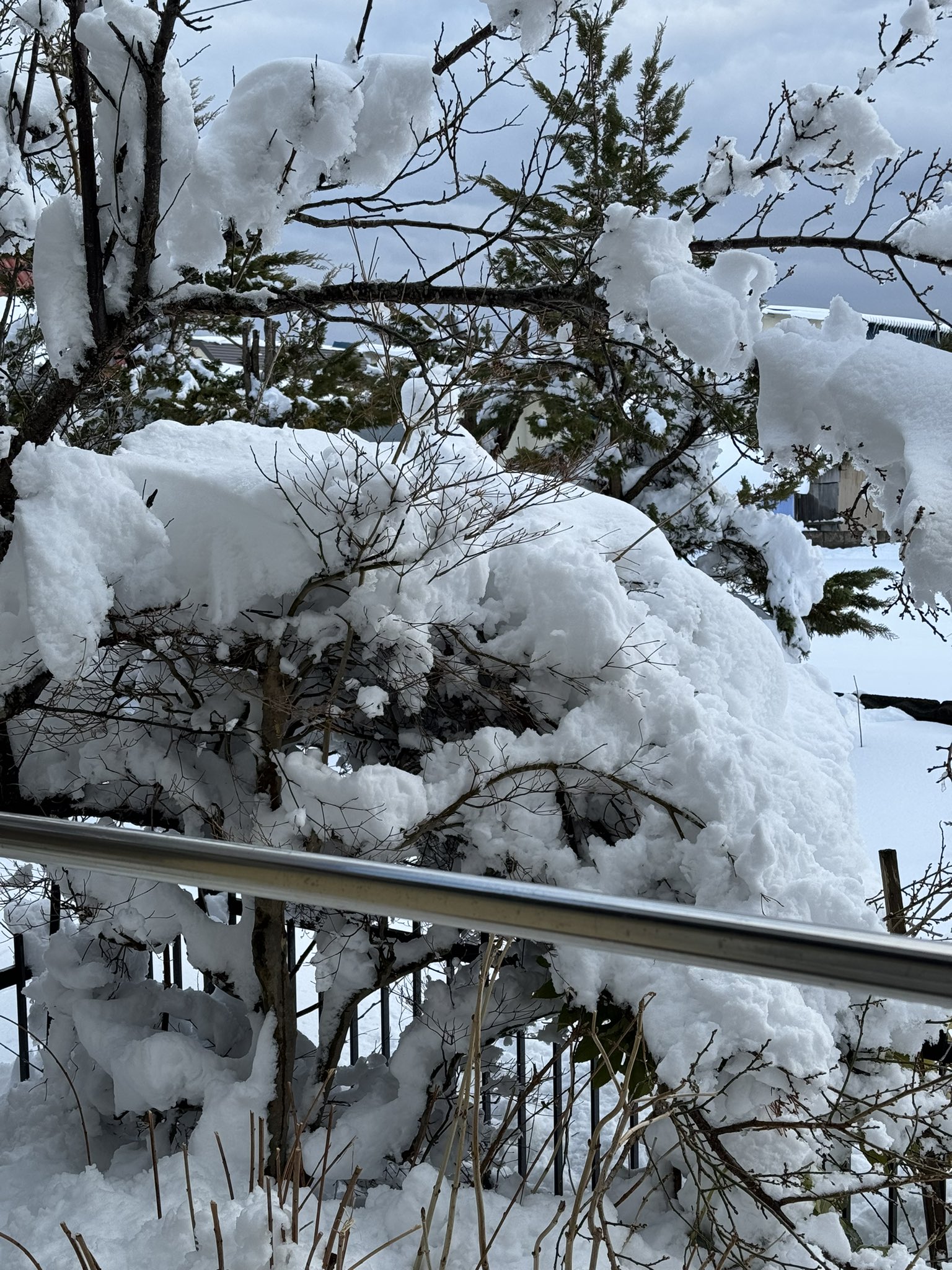 いとさま確認ページ♡ sacai サカイ ネイビー＆ブラック フード 付き フレア コート