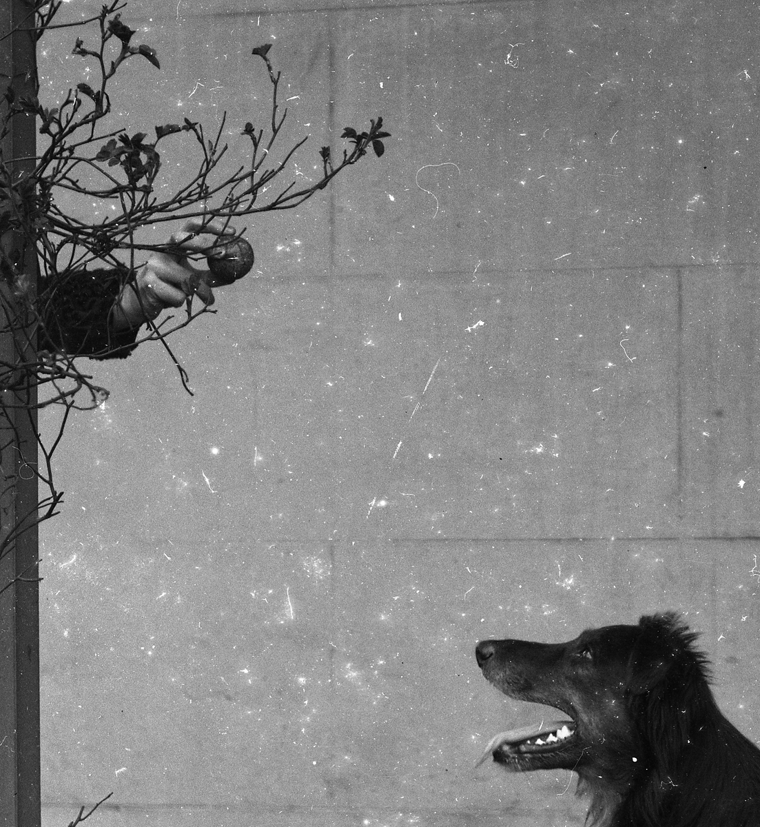 LancsArchives's tweet photo. We're currently hosting an intern from @DFNPS_Preston, and one of the things they get to do is scan glass plates, which we'd love to get round to, but, well, y'know...

And, the thing with them is that you never know what you'll find!

Like this dog, being discretely bribed! https://t.co/iNKYFpHcgG