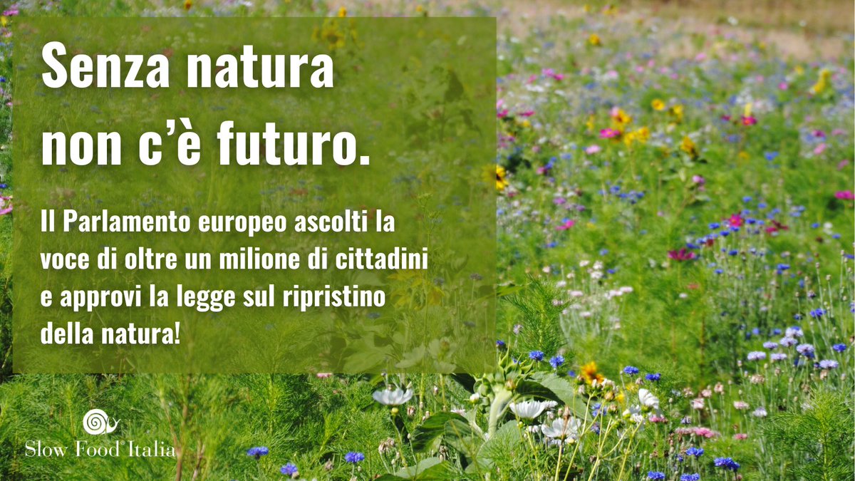 📢 @Europarl_IT oggi voterà la Nature Restoration Law. Chiediamo che non venga indebolito l'accordo chiave raggiunto l'anno scorso e che sia rappresentato un milione di cittadini che chiede di #RestoreNature!