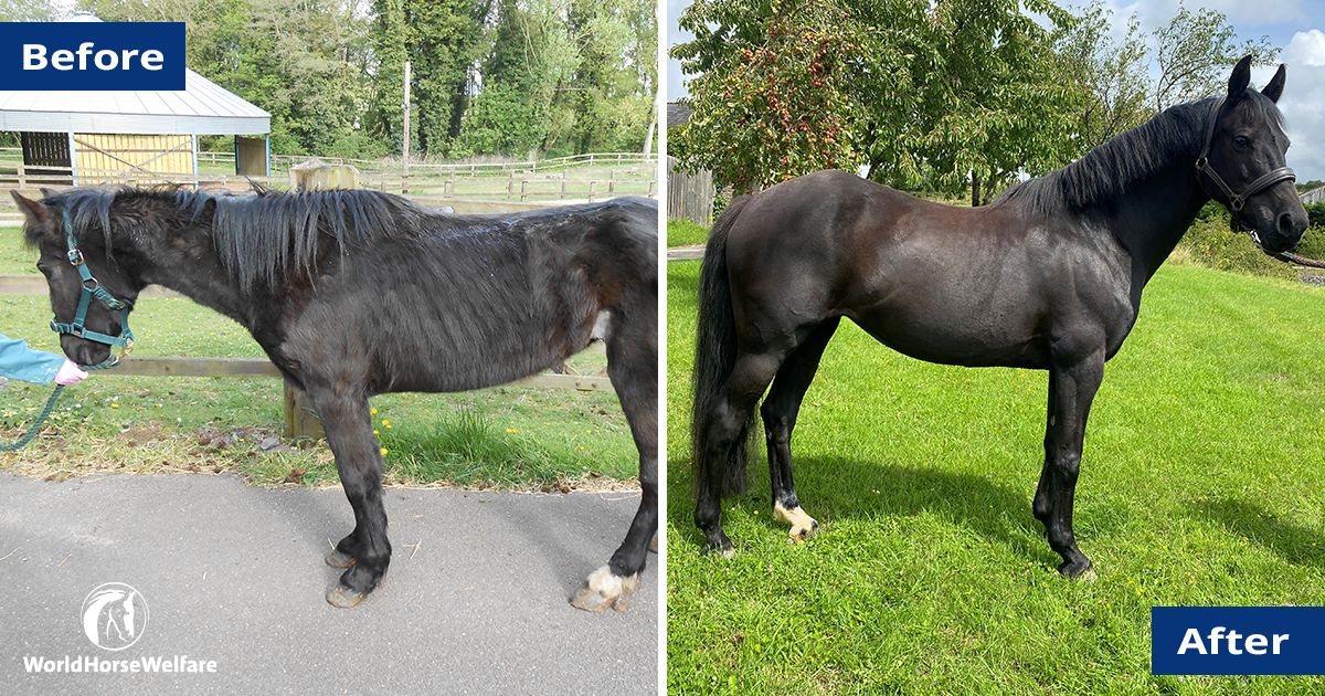 Could you change the lives of horses like Sapphire?💙

Payroll giving allows you to support us, as well as @The_Blue_Cross, @SPANAcharity and @themayhew, through your pay.

Learn more about our partnership with @TogetherAnimals  👉 bit.ly/48FdgRa #PayrollGivingMonth