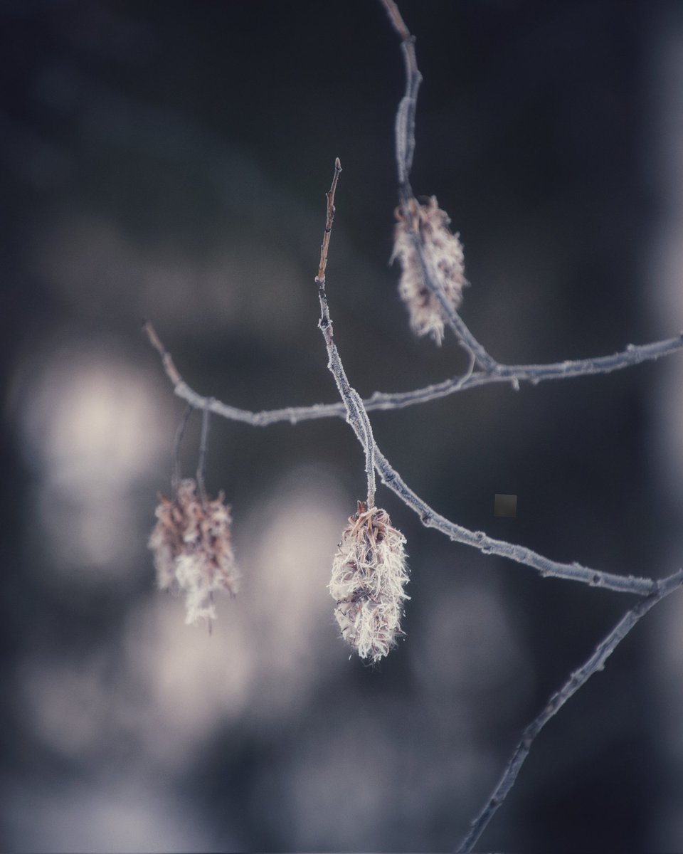 Een ochtend wandeling is hier zoooo ontzettend genieten 🇸🇪