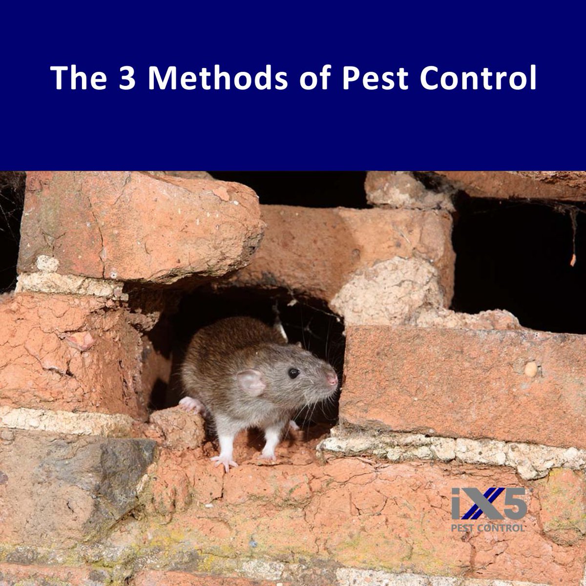 iX5uk's tweet image. Whether at home or in a commercial property pests can be a real nuisance, not only do they create damage, but they can also spread germs and diseases. In this blog, we will walk you through the three methods of pest control. ix5.uk/what-are-the-3…  #PestControlMethods