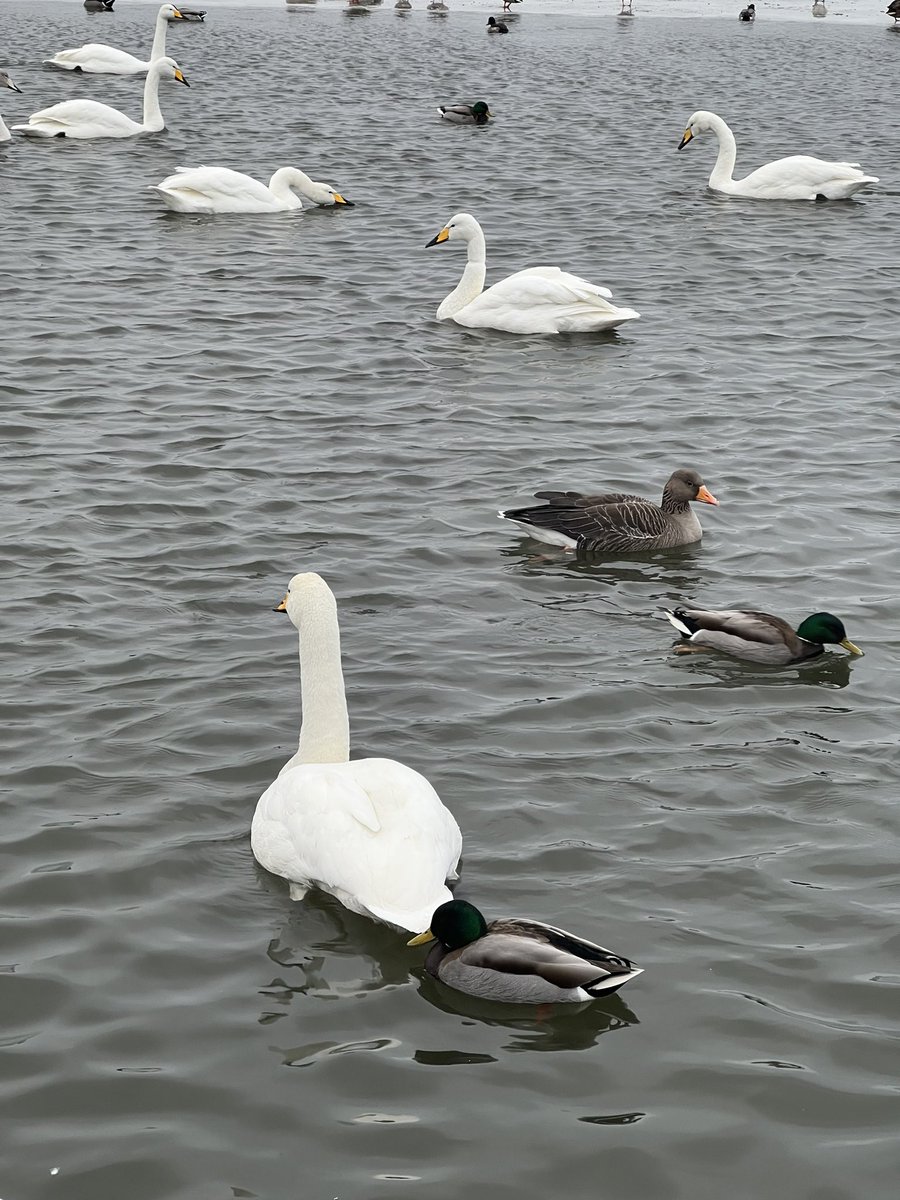 wapple15's tweet photo. #DuckReport #SwanReport #GooseReport #Reykjavik 🇮🇸 including something for #PanoPhotos
🦆🦆🦆🦆🦆🦆🦆🦆🦆🦆🦆🦆🦆🦆🦆🦆🦆🦆🦆🦆🦆🦆🦆🦆🦆🦆🦆🦆🦆🦆🦆🦆🦆🦆🦆🦆🦆🦆🦆🦆🦆🦆🦆🦆🦆🦆🦆🦆🦆🦆🦆🦆🦆🦆🦆🦆🦆🦆🦆🦆🦆🦆🦆🦆🦆🦢🦢🦢🦢🦢🦢🦢🦢🦢🦢🦢🦢🦢🦢🦢🦢🦢🦢🦢🦢+ https://t.co/3BDP3GF8mX