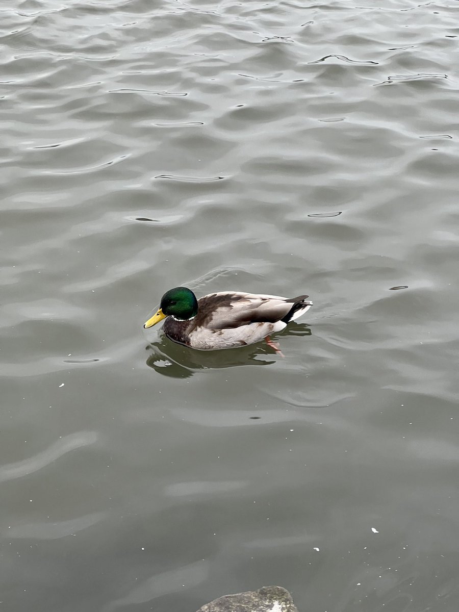 wapple15's tweet photo. #DuckReport #SwanReport #GooseReport #Reykjavik 🇮🇸 including something for #PanoPhotos
🦆🦆🦆🦆🦆🦆🦆🦆🦆🦆🦆🦆🦆🦆🦆🦆🦆🦆🦆🦆🦆🦆🦆🦆🦆🦆🦆🦆🦆🦆🦆🦆🦆🦆🦆🦆🦆🦆🦆🦆🦆🦆🦆🦆🦆🦆🦆🦆🦆🦆🦆🦆🦆🦆🦆🦆🦆🦆🦆🦆🦆🦆🦆🦆🦆🦢🦢🦢🦢🦢🦢🦢🦢🦢🦢🦢🦢🦢🦢🦢🦢🦢🦢🦢🦢+ https://t.co/3BDP3GF8mX