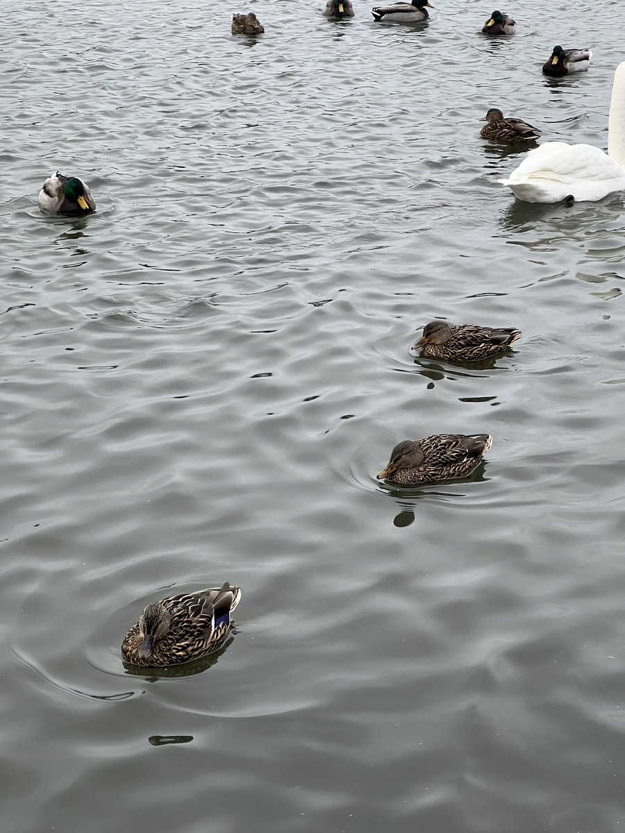 wapple15's tweet photo. #DuckReport #SwanReport #GooseReport #Reykjavik 🇮🇸 including something for #PanoPhotos
🦆🦆🦆🦆🦆🦆🦆🦆🦆🦆🦆🦆🦆🦆🦆🦆🦆🦆🦆🦆🦆🦆🦆🦆🦆🦆🦆🦆🦆🦆🦆🦆🦆🦆🦆🦆🦆🦆🦆🦆🦆🦆🦆🦆🦆🦆🦆🦆🦆🦆🦆🦆🦆🦆🦆🦆🦆🦆🦆🦆🦆🦆🦆🦆🦆🦢🦢🦢🦢🦢🦢🦢🦢🦢🦢🦢🦢🦢🦢🦢🦢🦢🦢🦢🦢+ https://t.co/3BDP3GF8mX