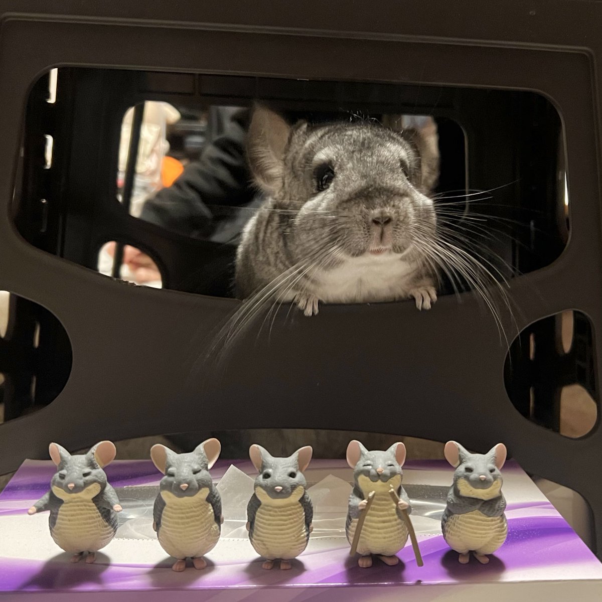 chinchilla_koro's tweet photo. 我が家にもめーちっさいさん(@meetissai )の威厳のあるチンチラさんガチャが揃いました🐭︎かんわいいいいいいい🥰♥️ #チンチラ https://t.co/LMsBeHwBGw
