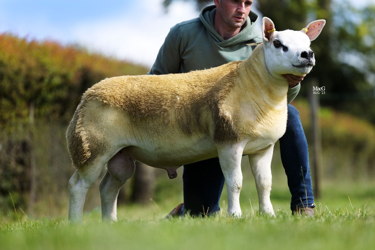 Texel breeders are hoping to help raise money for the Royal Highland Education Trust (RHET), donating Texel genetics to RHET's 25th anniversary fundraising auction. More information and details of how to bid here - texel.uk/texel-genetics…