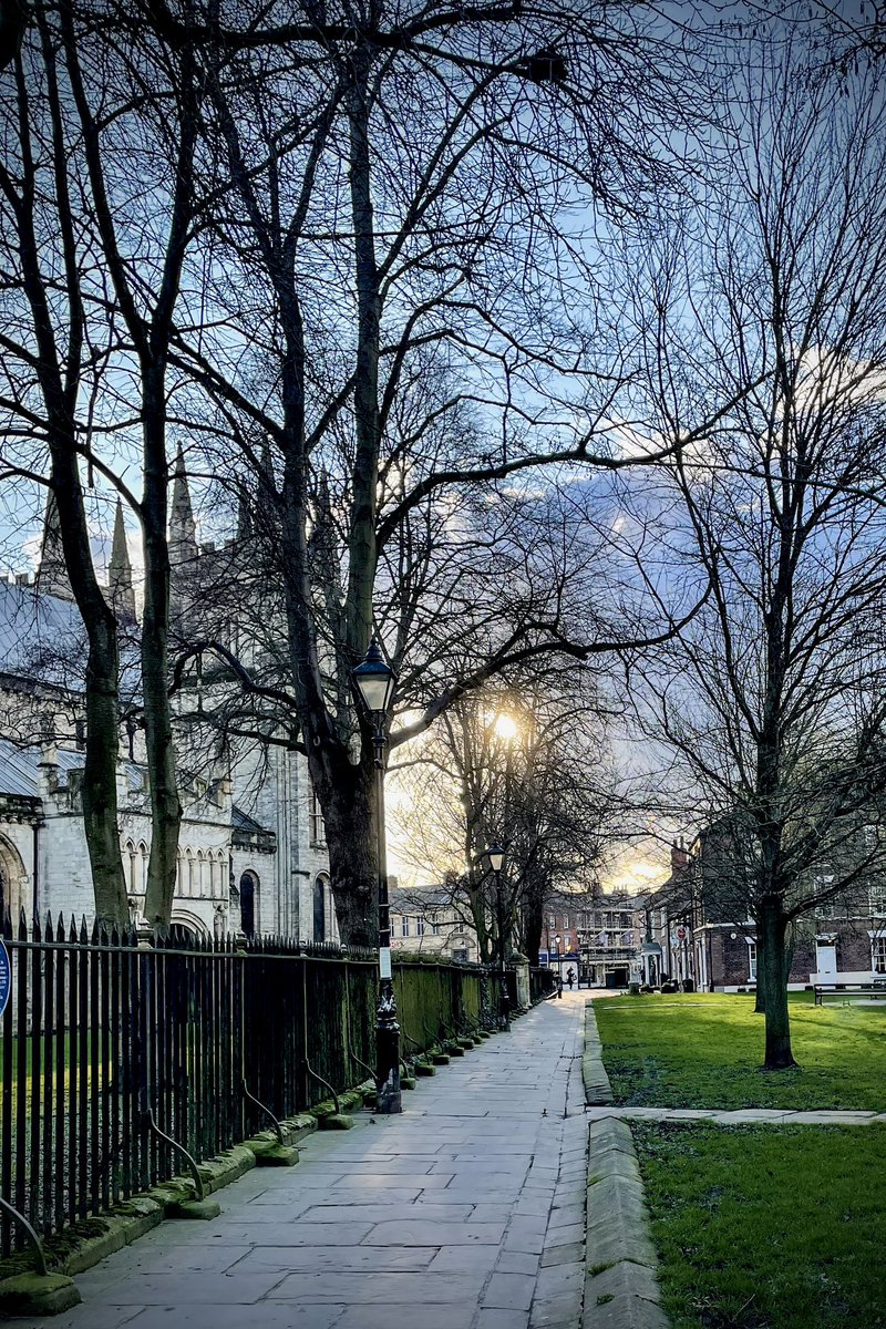 Tall street trees, Abbey Place #thicktrunktuesday #urbantrees #treeclub #Yorkshire #Selby