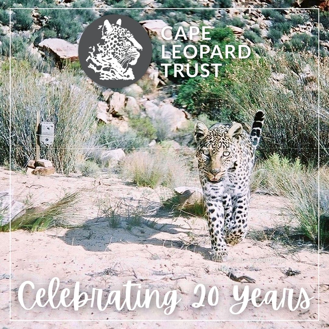 The @CapeLeopardTrst is proud to announce, on this @WorldNGODay, that we're celebrating our 20th birthday this year! We'll soon be sharing some exciting events &initiatives to celebrate our anniversary – keep a close eye on our website, newsletter and social media platforms!