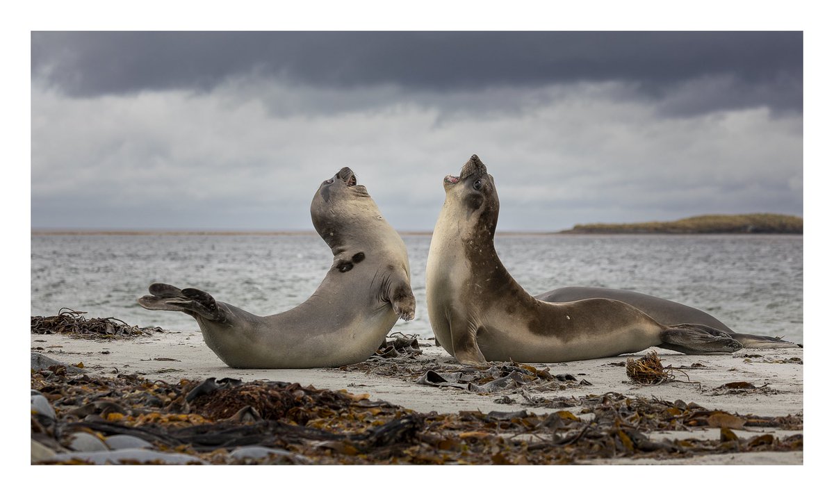 Appreciate I’ve missed the cut off for #ShareMondays2024 and #FSPrintMondays but wanted to share this from my current travels. #Elephantseals #fightingorlaughing #WhalePoint #WexMondays #FalklandIslands #Wow #whataplace