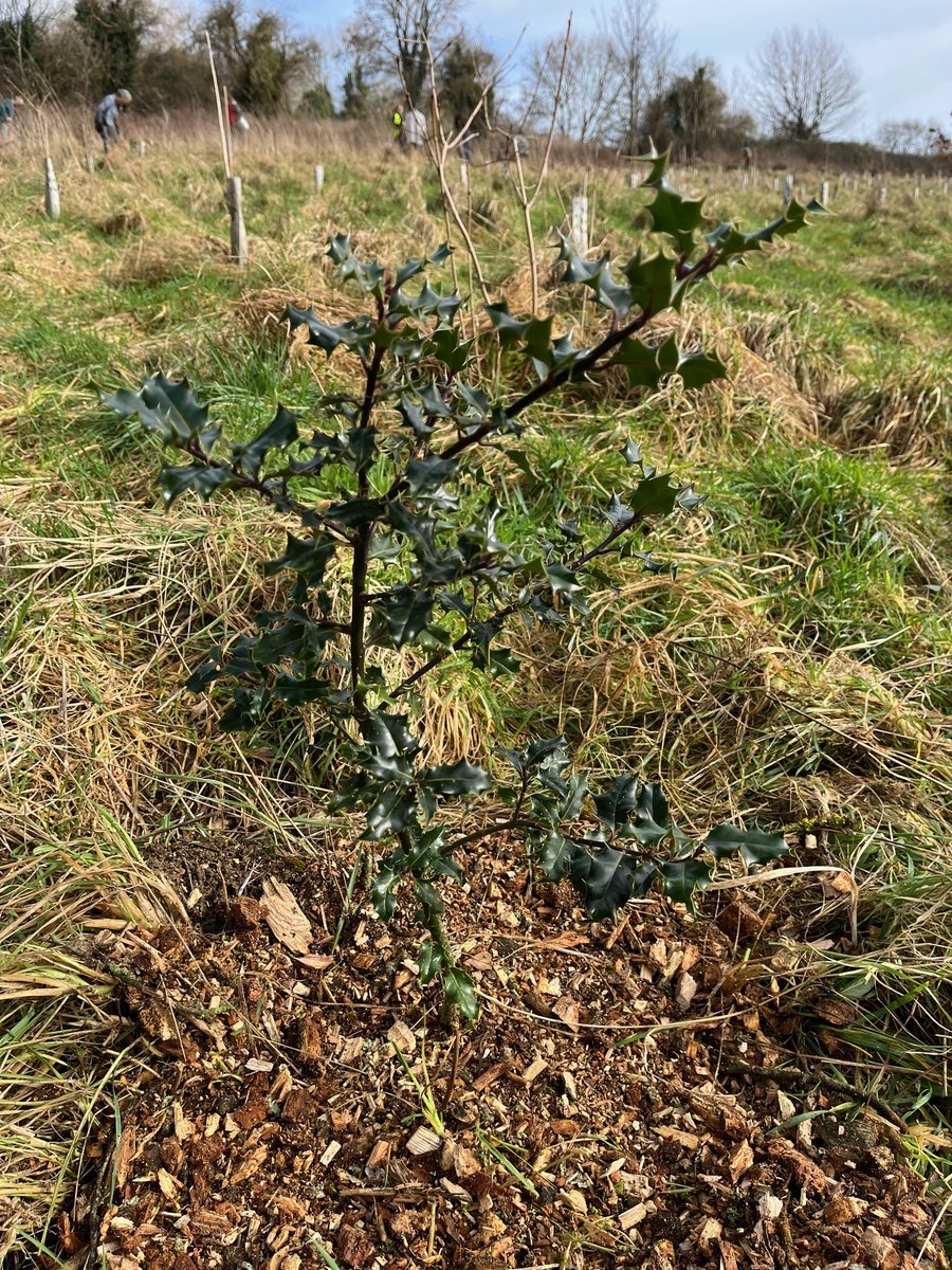 Fantastic turn out at the Purlewent Green tree aftercare session earlier this month! Coordinated by the excellent @MoreTreesBANES. Great to see so many buds on the trees as they enter their second year in the ground… a woodland of the future. #TreesForClimate @forestofavon 🌳