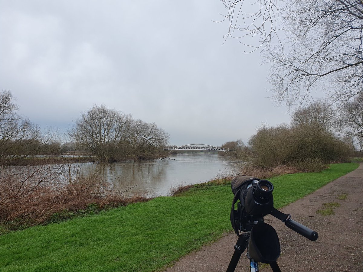 1st winter Med Gull, the highlight of a visit to TV Pits and Warren Lane area this morning, also 6 Green Sand, 6 Oystercatcher and a small group of 30 Siskin, 88 species for my NWL yearlist so far, still plenty of common omissions.