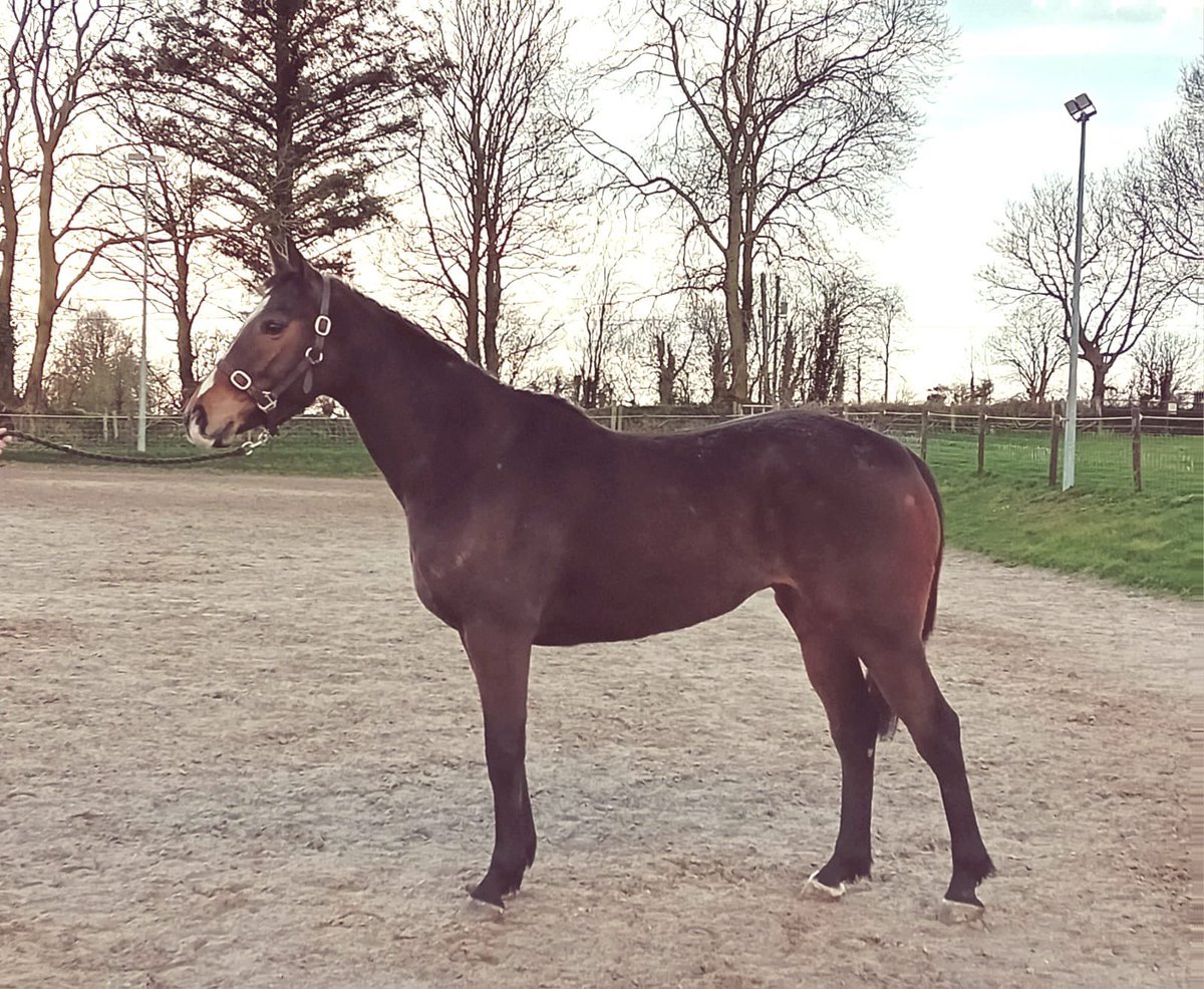 ⭐❗LAST REMAINING SHARES ARE AVAILABLE IN TEMPLE BLOODSTOCKS LATEST RECRUIT ⭐️ADELA ICON⭐️ IN PRE TRAINING & GOING TO @WillieMullinsNH AFTER PUNCHESTOWN. CONTACT: 📞 0899600442 ✉️aubrey@templebloodstock.com