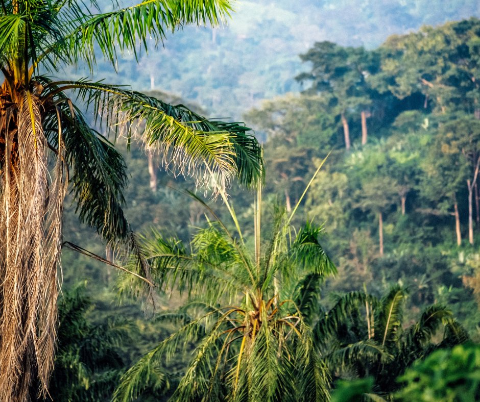 protectedplanet's tweet photo. 🇪🇺🇨🇮 The EU & Côte d'Ivoire seal a historic pact to safeguard forests, combatting illegal logging. This Voluntary Partnership Agreement ensures timber trade doesn't harm forests, vital for livelihoods & biodiversity. #ProtectedForests 🌍🌿
https://t.co/tvj62DhuLT https://t.co/heG9oq2jiI