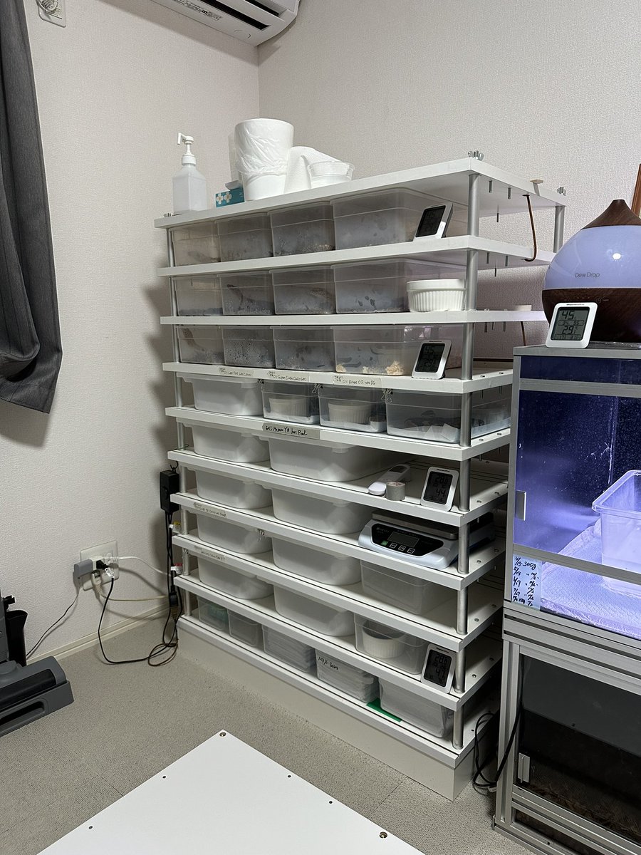 ゴロー【GORO's】爬虫類の専門家 on X