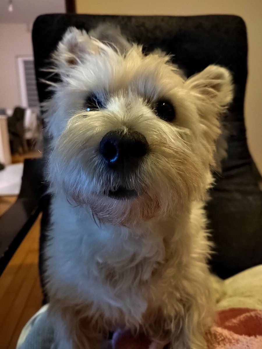 #jerry #westie #terrier #home #portrait #portraitphotography #dogsofx #dogslover #animals