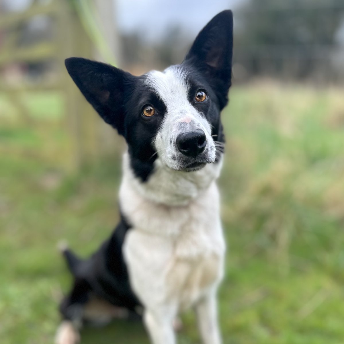 BCTGB's tweet photo. You can't beat a proper set of ears, as modelled by the glorious Dianne. https://t.co/DSGRuvKGzA
#rescuedog #adoptme #bordercolliesoftwitter https://t.co/307etycDpA