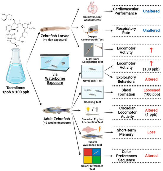 #LatestPaper 

📰"Evaluation of Tacrolimus’ Adverse Effects on Zebrafish in Larval and Adult Stages by Using Multiple Physiological and Behavioral Endpoints"
✍️by Feng et al. from <a href="/ishoutaiwan/">I-Shou University</a>; <a href="/ppicycu/">PPI CYCU</a>; <a href="/uofsantotomas/">UST</a>
🔗Fully available here: mdpi.com/2674218..