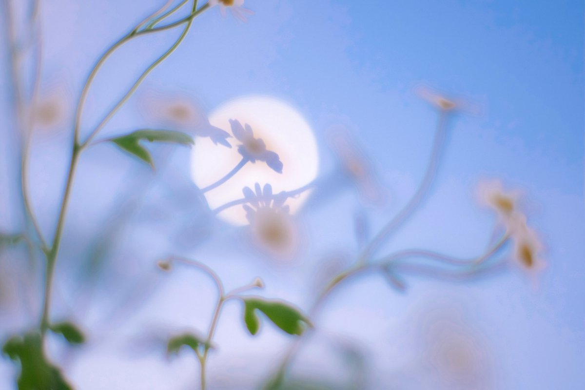 hereinfinland's tweet image. flower in the memory
思い出の中に咲く。#マトリカリア #feverfew