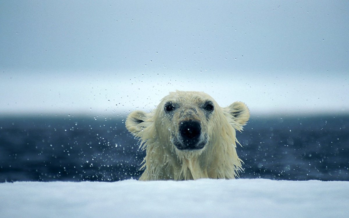 The polar bear goes by many names but I think the Inuit name 'Nanuk' is my favourite. It means 'an animal worthy of great respect'. Happy #PolarBearDay 🐻‍❄️💙🐻‍❄️ 📸: Paul Nicklen