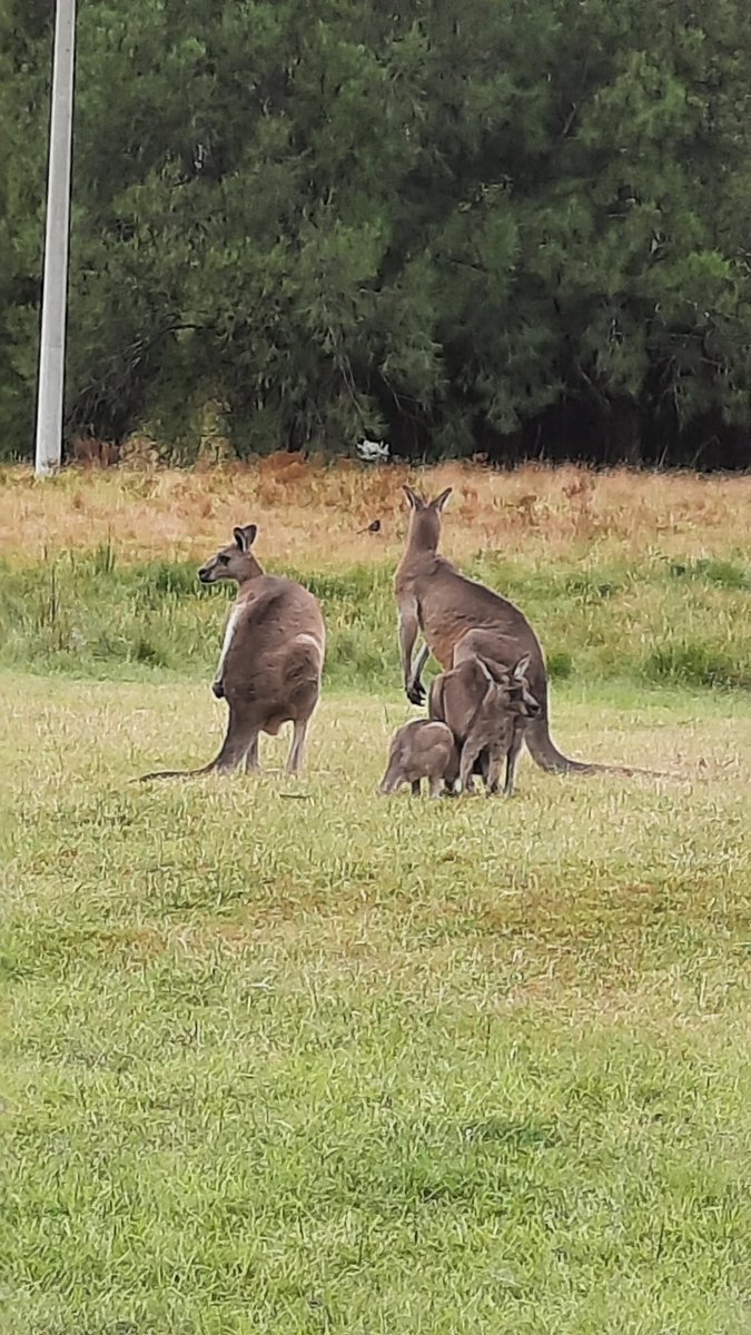audeladesfront2's tweet photo. Observation des Kangourous à Tidbinbilla nature reserve #JCaussie2024 (GB) https://t.co/5xpyJt9mxL
